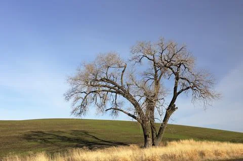 A large old tree stands in the middle of a farm field near Steptoe, Washingto Stock Photos