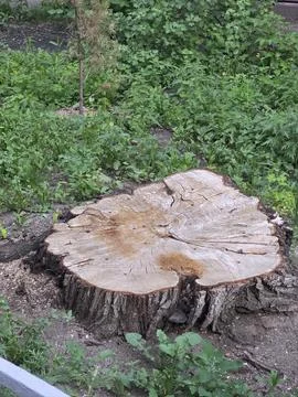 Large old tree stump cut down in green field. Stock Photos