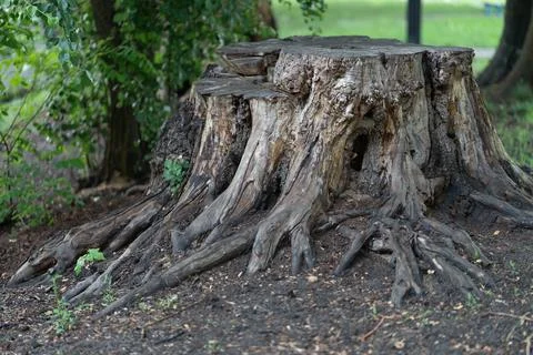 Large old tree stump with massive roots in a summer park background Stock Photos