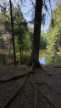 Large old tree with thick mossy exposed roots spreading over dark soil beside a Stock Photos