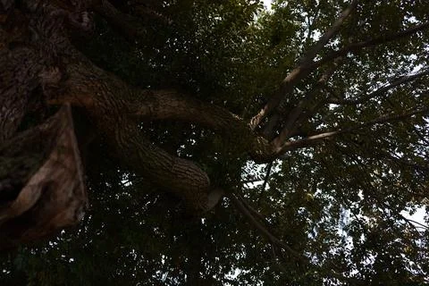 A large, old tree is towering above Stockfoto's