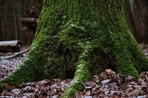 A large, old tree trunk is covered in lush green moss. The base of the tree and Stock Photos