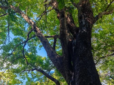 Large Old Tree Trunk with Spreading Green Canopy Overlooking Ocean Low Angle Stock-Fotos