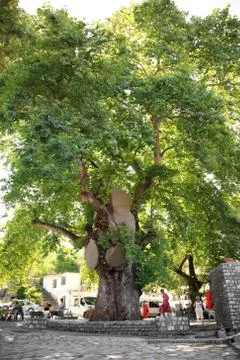 Large old tree in turkey Stock Photos