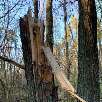 A large old tree was damaged by lightning. Broken trunk of a tall tree in the Stock Photos