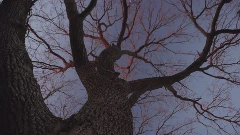 A large old tree without leaves. Bottom view Stock Footage 144984688
