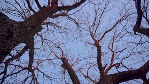 A large old tree without leaves. Bottom view Stock Footage 145142562
