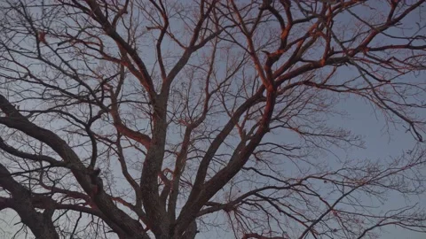 A large old tree without leaves. Bottom view Stock Footage 145143292
