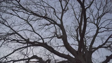 A large old tree without leaves. Bottom view Stock Footage 145144731