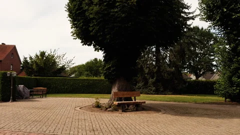 Large Old Tree With Wooden Bench in Quiet Residential Garden Stock Footage 345309340