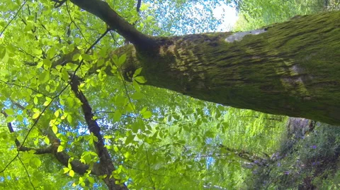 Large old trees covered with moss Video stock 45989978