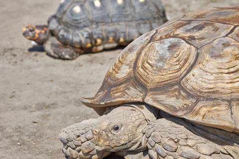 Large, old turtles crawl through the desert Foto stock