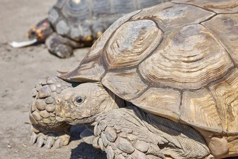 Large, old turtles crawl through the desert Stock Photos