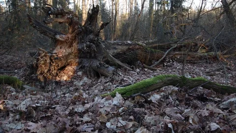 Large old uprooted tree lies in the forest after the storm Stock Footage 123979785
