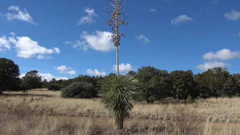 Large Old Yucca 库存影片 71209646