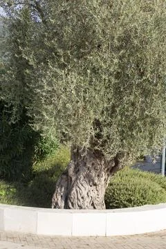 Large olive tree in the city of Budva, Montenegro. Stock Photos
