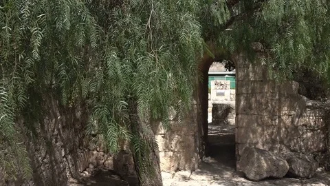 Large Olive Tree Guarding Small Entrance Through Stone Wall Stock Footage 78550548