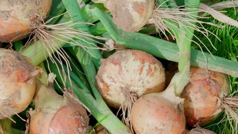 Large onion bulbs Stock Footage 316894972