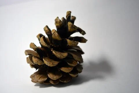 A large open brown pine cone located on a white background. Stock-Fotos