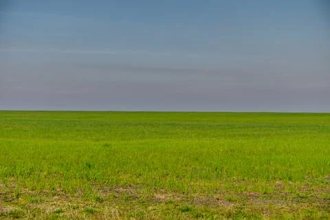 A large, open field of grass with a clear blue sky in the background Stock Photos