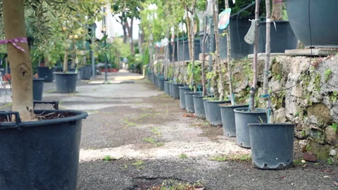 Large open growing space in the countryside for cultivation of different fruits Stock-Footage 263624888