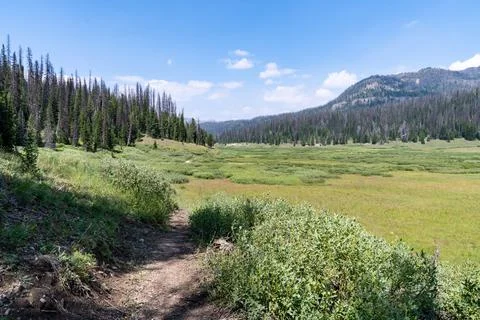 Large open meadow along the Upper Brooks Lake trail in Wyoming, Shoshone Nati Stock Photos