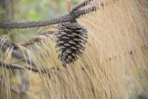 Large open pine cone hanging from a tree branch with soft golden pine needl.. Stock Photos