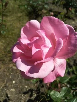 Large open rose of delicate pink shades with shadows on the petals. blurred n Stock Photos