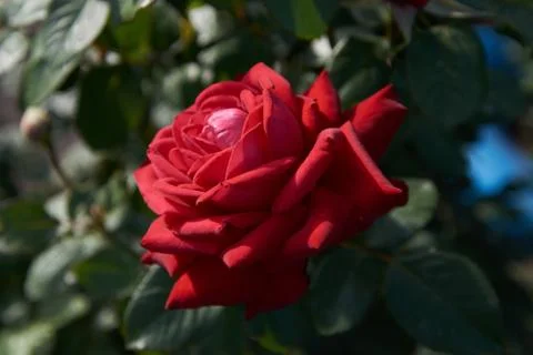 Large opened rose bud Stock Photos