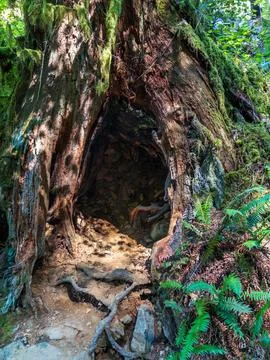 Large opening into inside of tree trunk in Washington State Forest hiking trail Stock Photos
