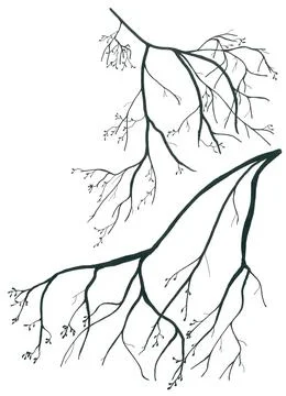 Large openwork black and white tree branches Stock Illustration