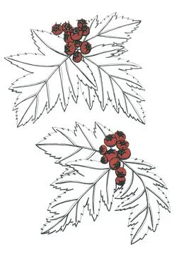 Large openwork leaves with bright red hawthorn berries Stock Illustration