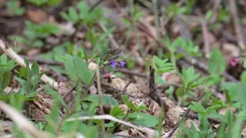 Large, or dark-edged, or greater bee-fly (Bombylius major) feeding 動画素材 338224474