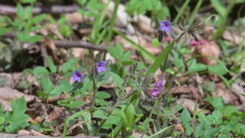 Large, or dark-edged, or greater bee-fly (Bombylius major) feeding and poll.. Stock Footage 339007931