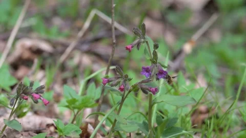Large, or dark-edged, or greater bee-fly (Bombylius major) feeding and poll.. 動画素材 339078816
