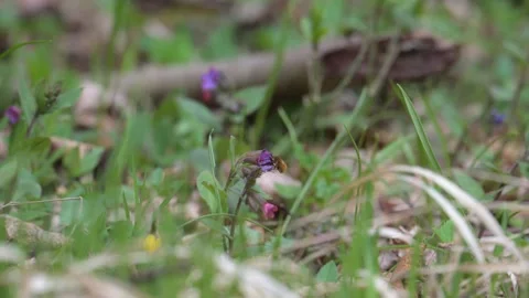 Large, or dark-edged, or greater bee-fly (Bombylius major) feeding and poll.. Stock-Footage 340334822