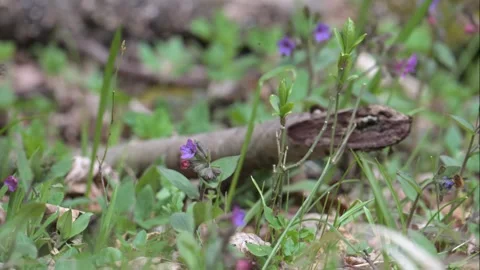 Large, or dark-edged, or greater bee-fly (Bombylius major) feeding and poll.. 库存影片 347666484