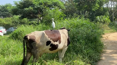 Large or great white egret Sitting on cow back Video stock 167515775