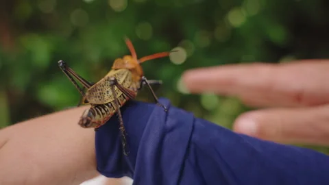 Large orange and brown grasshopper perched on a persons hand in a tropical 库存影片 336059220