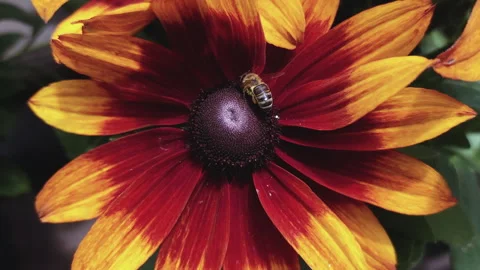 Large Orange And Yellow Flower With Honey Bee Video stock 254608761
