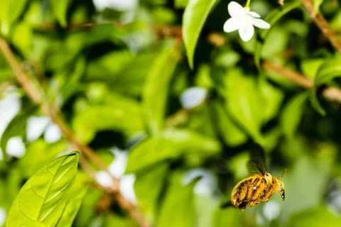 A Large Orange Bee Stock Photos