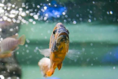 Large orange-black carp Stock Photos