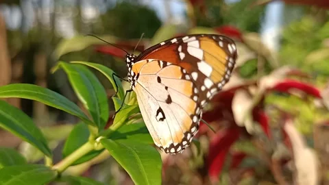 Large Orange Butterfly Close Up Slow Motion Vidéo 231308619