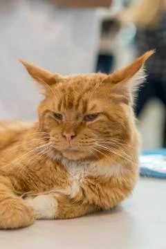 A large orange cat lay on a table. Close-up Stock Photos