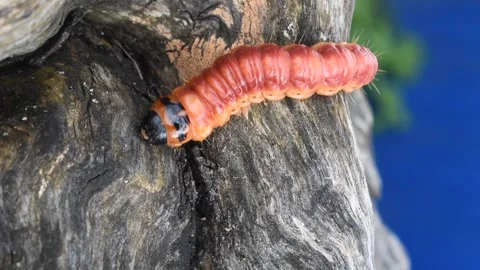 A large orange caterpillar crawls on a tree Stock Footage 273586696