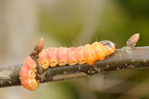 Large orange caterpillar Stock-Fotos