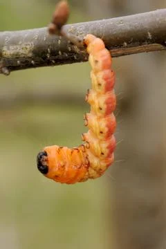Large orange caterpillar Stock Photos