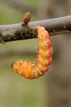 Large orange caterpillar Stock-Fotos