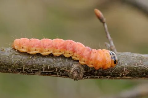 Large orange caterpillar Stock Photos