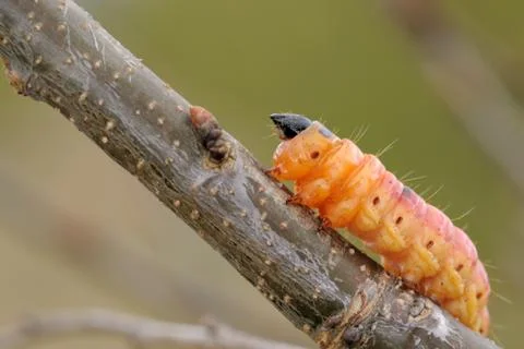 Large orange caterpillar Stock Photos